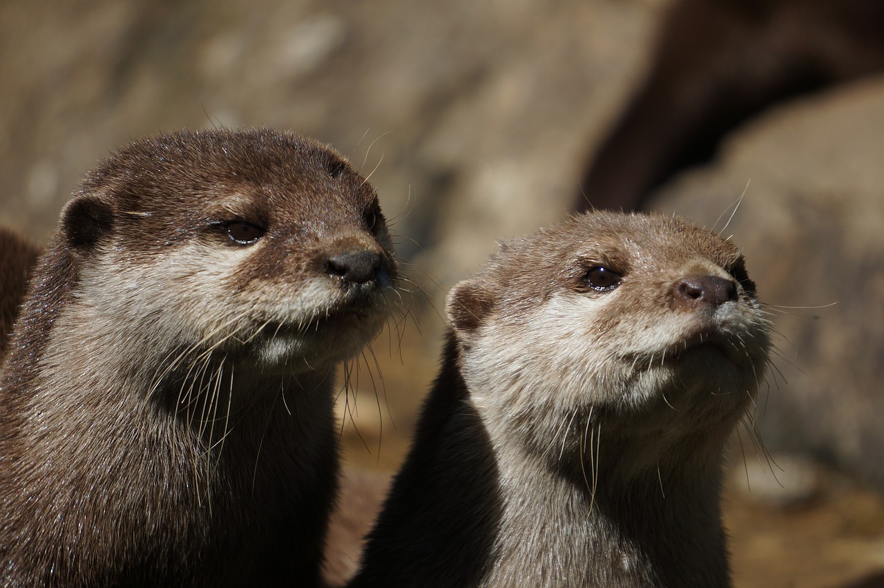 カワウソパパと申します。